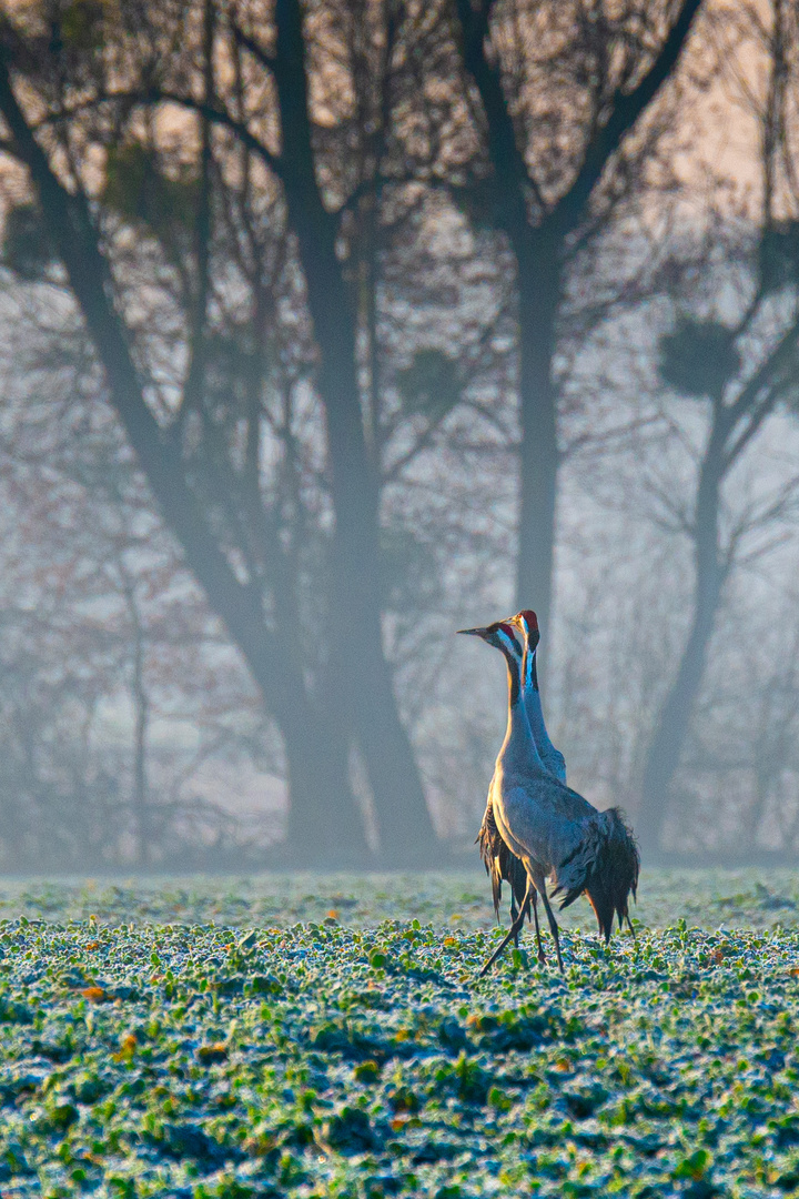 Paarspaziergang