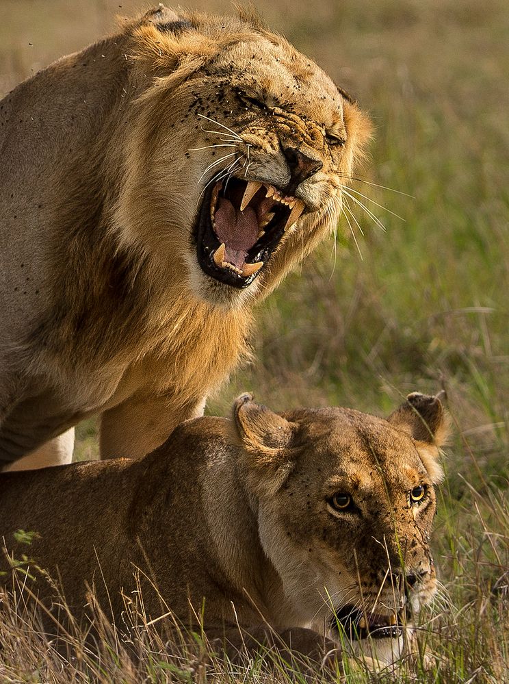 Paarung Foto & Bild  tiere, wildlife, säugetiere Bilder auf fotocommunity