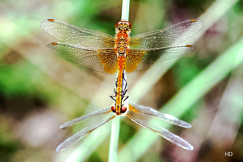 Paarung Anisoptera