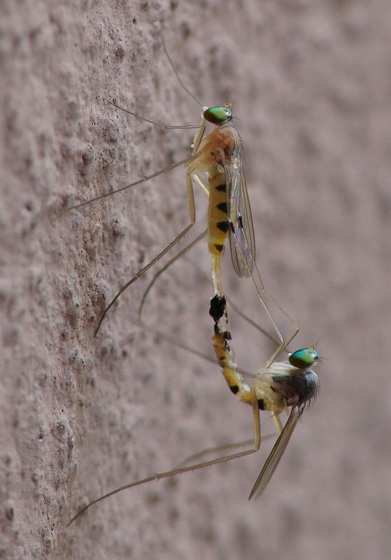 Paarung auf der Hauswand