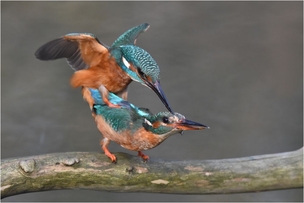 Paarung Foto & Bild | tiere, wildlife, wild lebende vögel Bilder auf