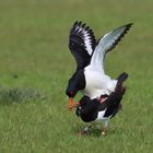 Paarung bei den Austernfischern (Haematopus ostralegus)