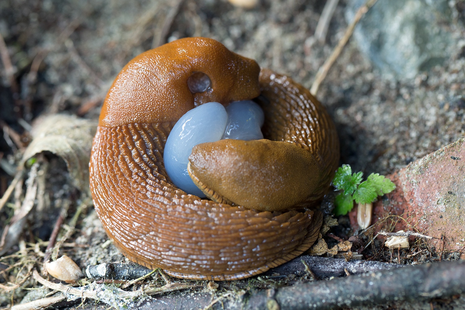 Paarung bei den Nacktschnecken