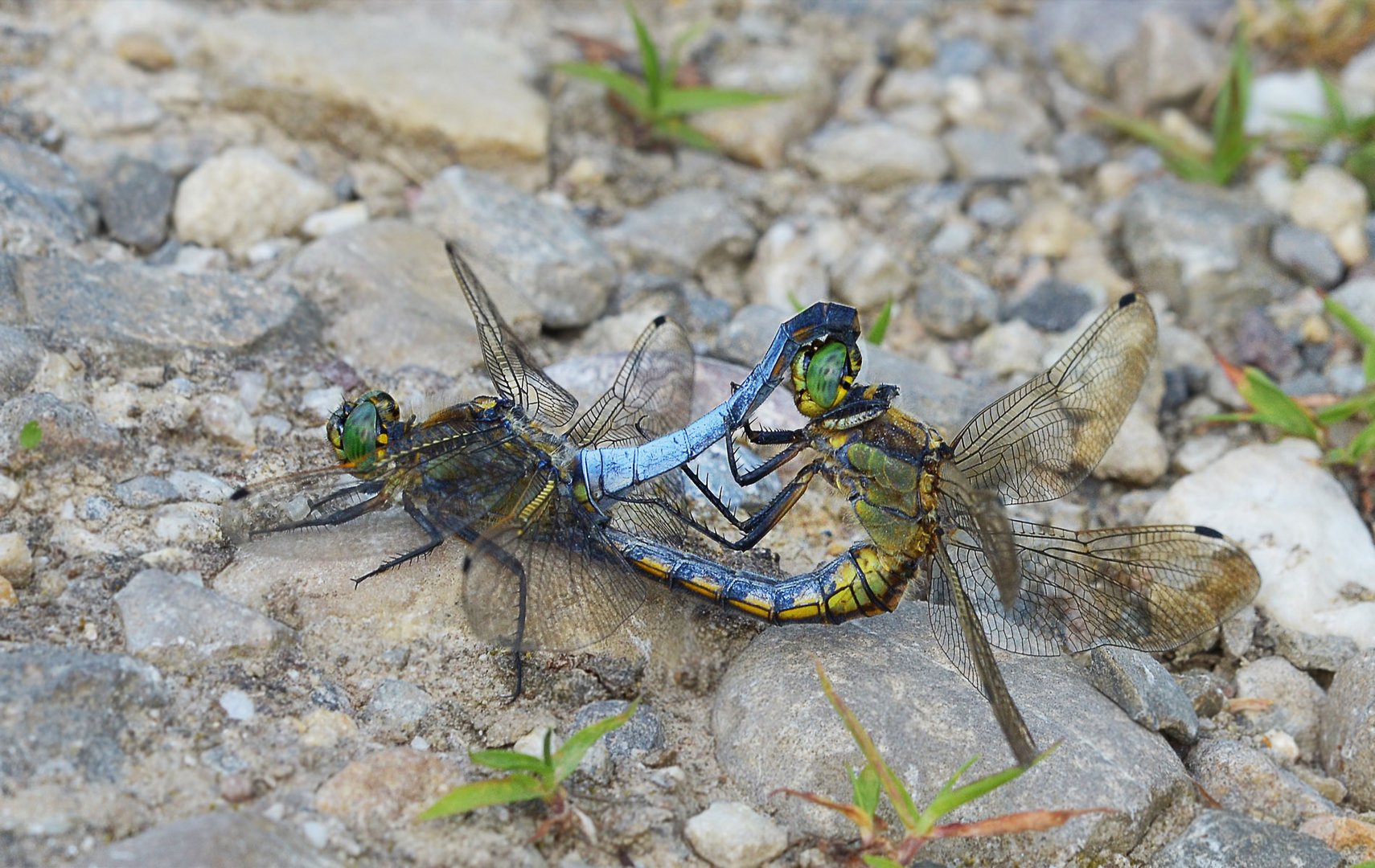 Paarung beim Großen Blaupfeil