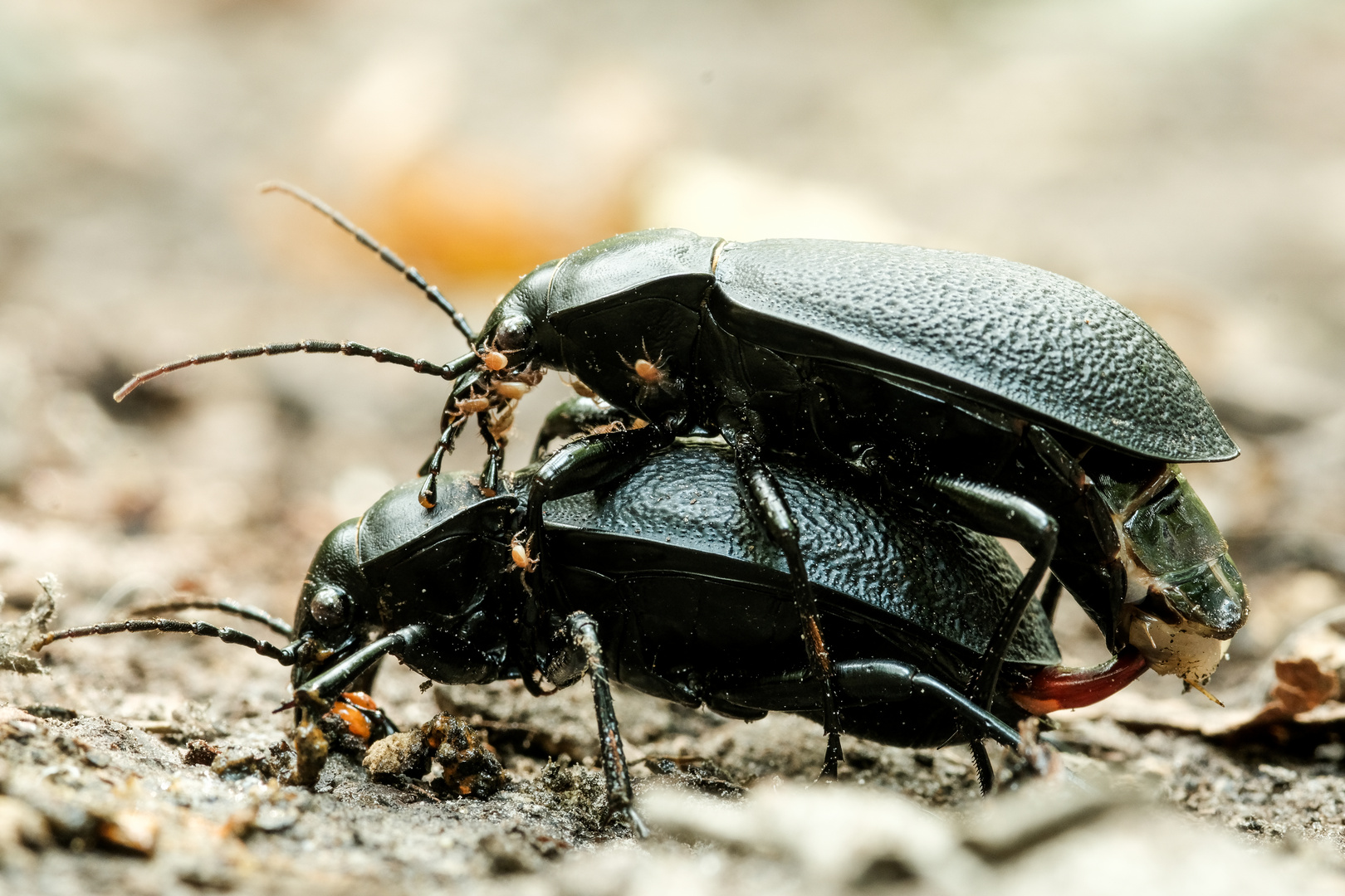 Paarung beim Lederlaufkäfer mit Milben