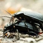 Paarung beim Lederlaufkäfer mit Milben