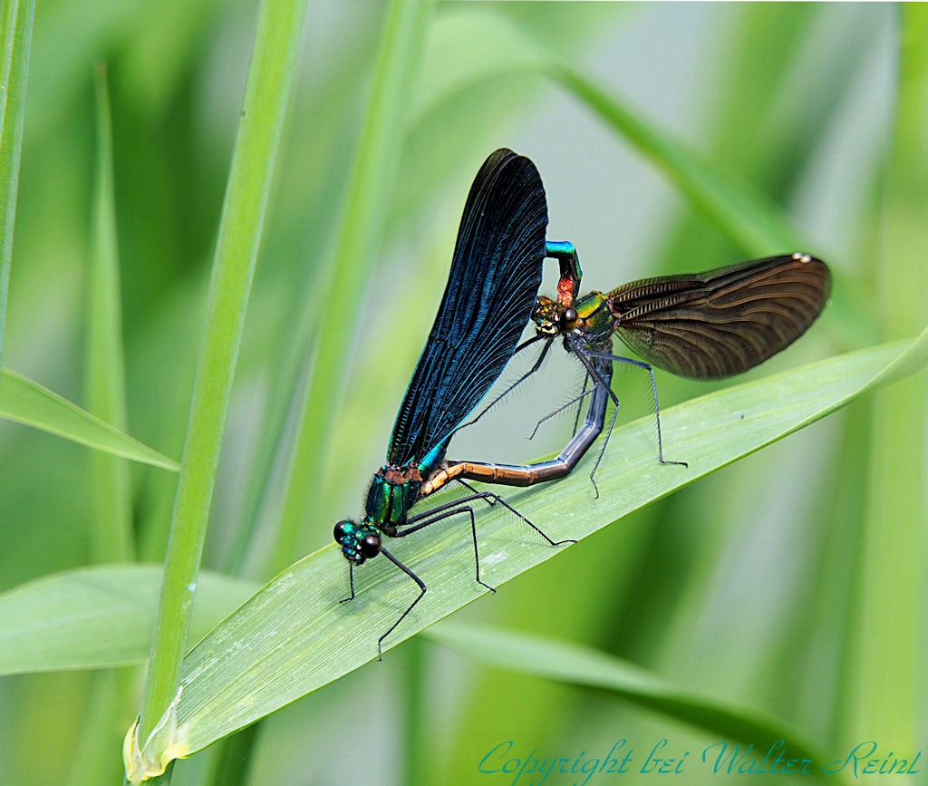 Paarung - Blauflügel Prachtlibellen