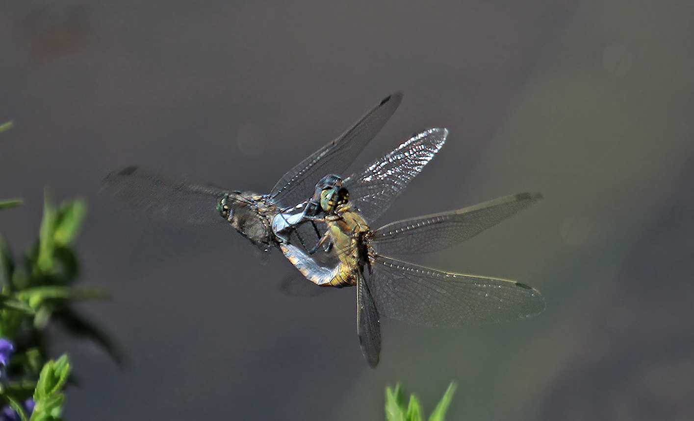 Paarung Blaupfeil im Flug ...ND