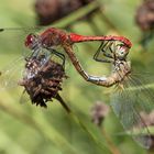 paarung blutrote heidelibelle