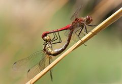 paarung blutrote heidelibelle