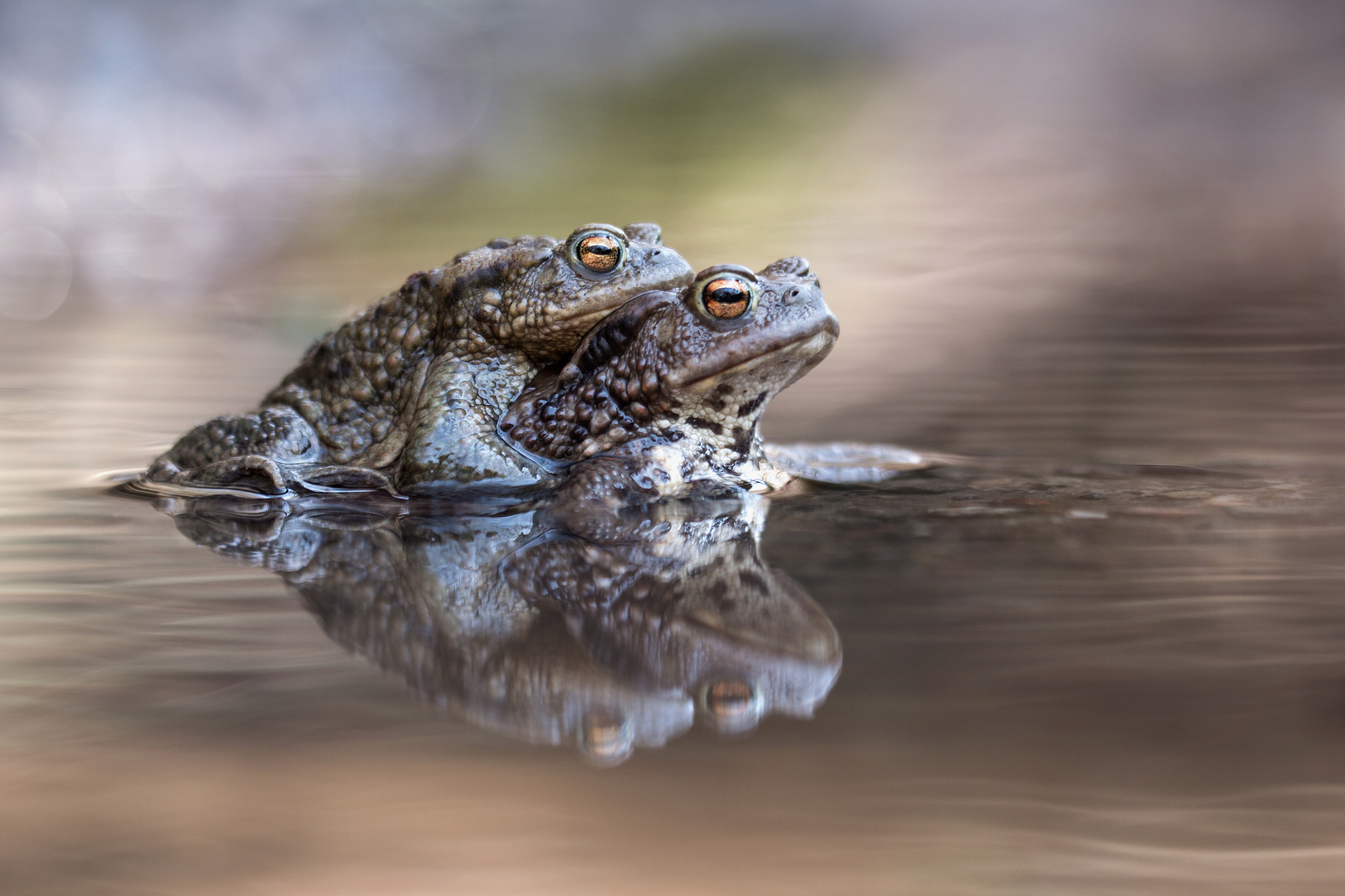 Paarung Bufo Kopie