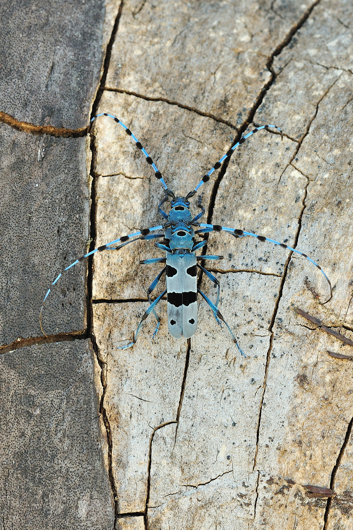 Paarung der Alpenböcke