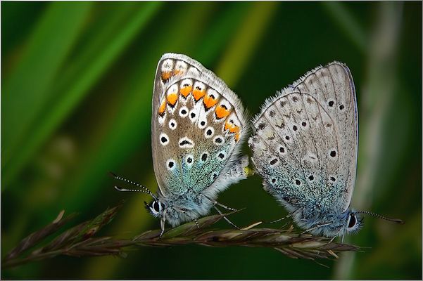 Paarung der Bläulinge