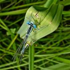 Paarung der Blauen Federlibelle (Platycnemis pennipes)