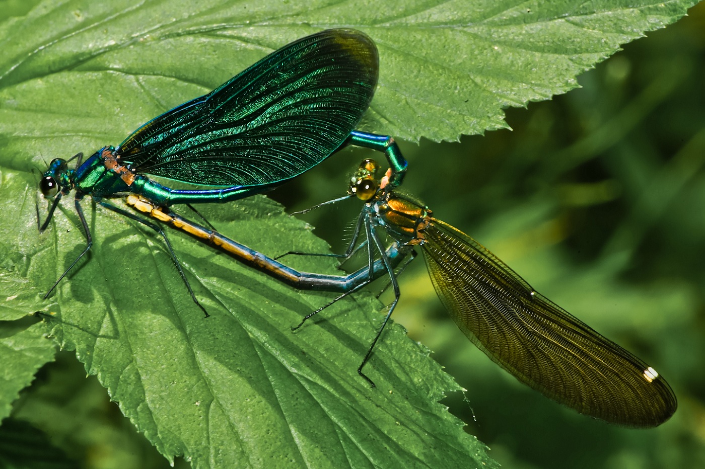 Paarung der blauen Prachtlibelle