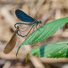 Paarung der Blauflügel-Prachtlibellen