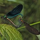 Paarung der Blauflügligen Prachtlibelle (Calopteryx virgo) . . .