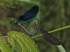 Paarung der Blauflügligen Prachtlibelle (Calopteryx virgo) . . .