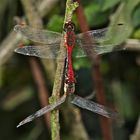 Paarung der Blutroten Heidelibelle (Sympetrum sanguineum) - 1