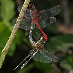 Paarung der Blutroten Heidelibelle (Sympetrum sanguineum) - 2