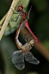 Paarung der Blutroten Heidelibelle (Sympetrum sanguineum) - 3