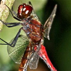 Paarung der Blutroten Heidelibelle (Sympetrum sanguineum) - 4 (nur Doku)