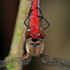 Paarung der Blutroten Heidelibelle (Sympetrum sanguineum) - 5