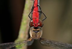 Paarung der Blutroten Heidelibelle (Sympetrum sanguineum) - 5