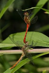 Paarung der Blutroten Heidelibelle (Sympetrum sanguineum), die seit einigen Tagen hier zu sehen ist