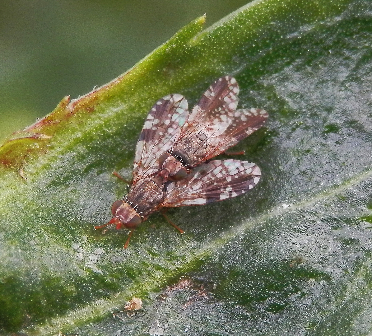 Paarung der Bohrfliege Tephritis neesii