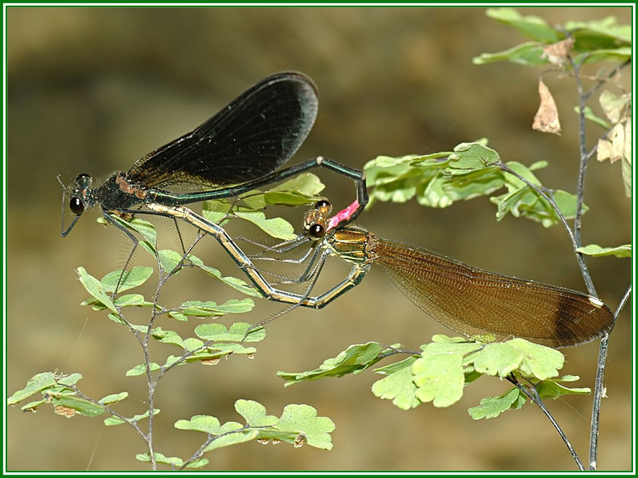 Paarung der Bronzenen Prachtlibelle _Calopteryx haemorrhoidalis