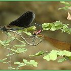 Paarung der Bronzenen Prachtlibelle _Calopteryx haemorrhoidalis