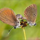 Paarung der Dunklen Wiesenknopf-Ameisenbläulinge