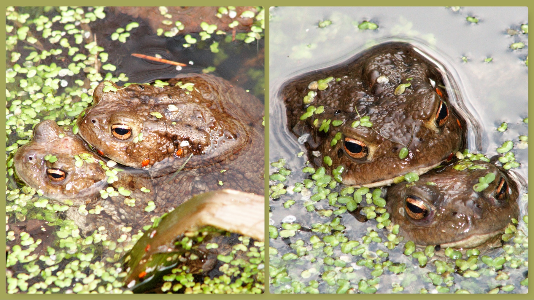 Paarung der Erdkröte (Bufo bufo)