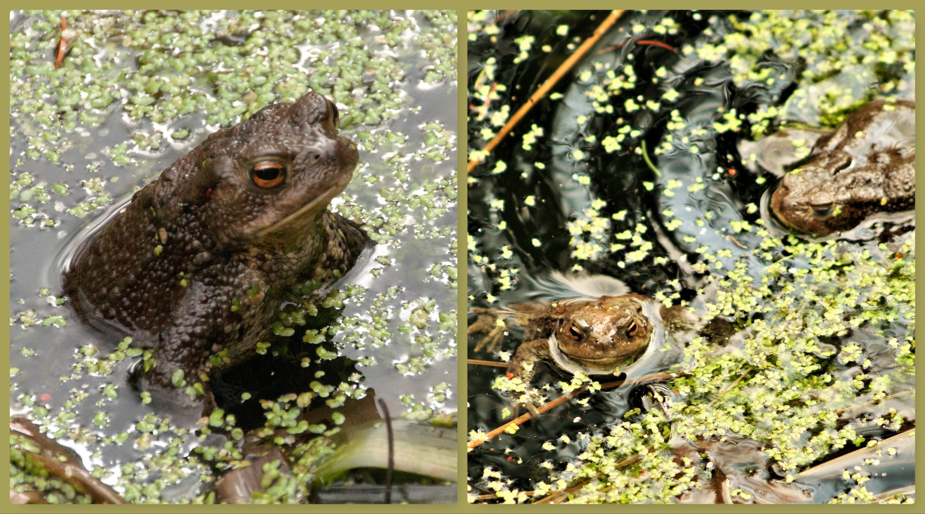 Paarung der Erdkröte (Bufo bufo)