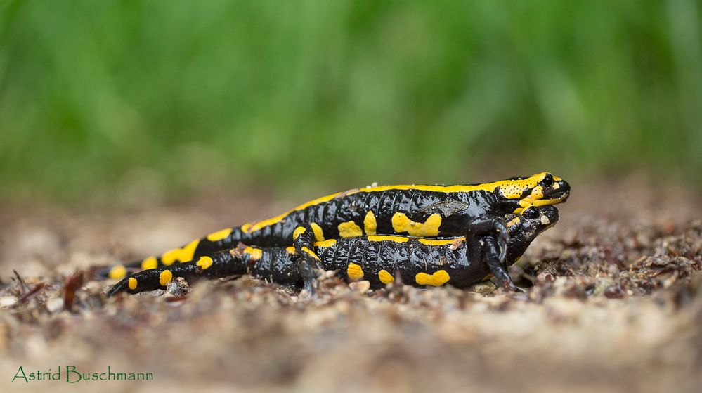  ***  Paarung der Feuersalamander ***