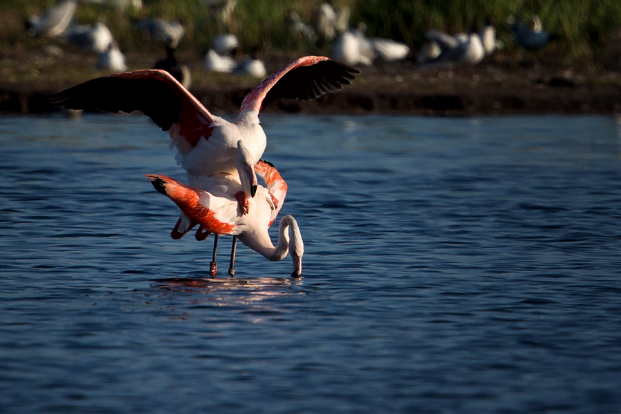 Paarung der Flamingos