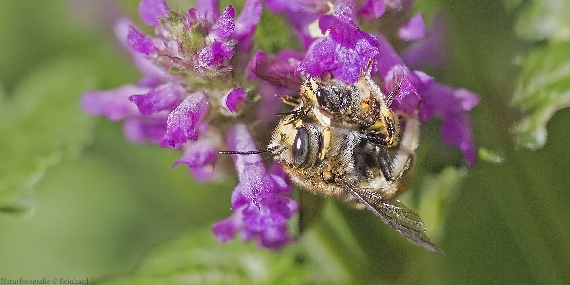  Paarung der Garten-Wollbiene