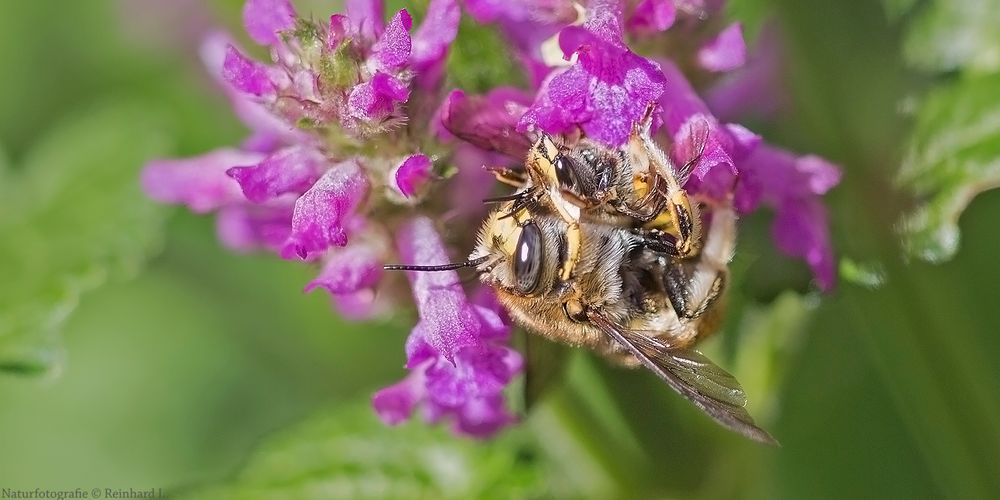  Paarung der Garten-Wollbiene