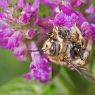  Paarung der Garten-Wollbiene