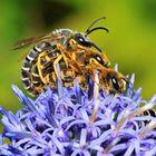 Paarung der Gelbbindigen Furchenbiene (Halictus scabiosae) - oder drei sind einer zuviel ...