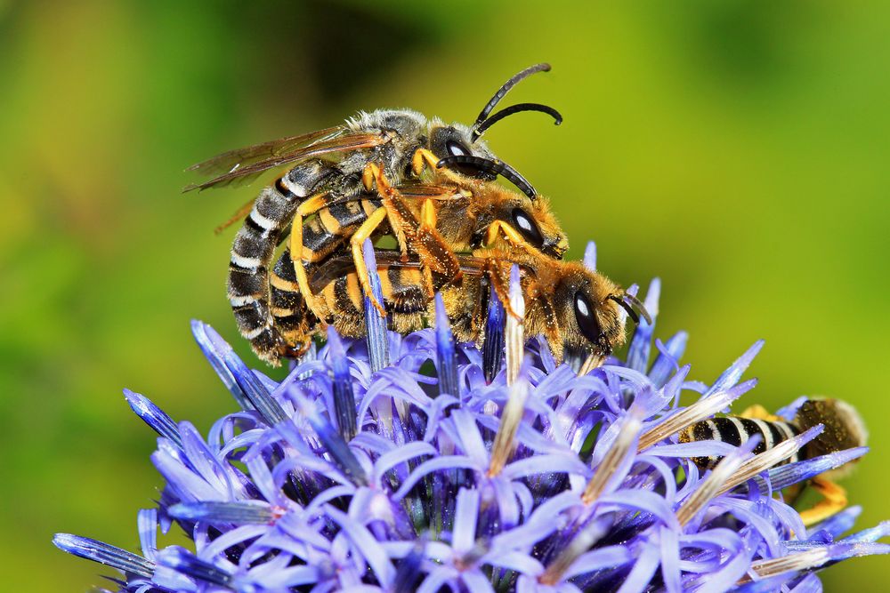 Paarung der Gelbbindigen Furchenbiene (Halictus scabiosae) - oder drei sind einer zuviel ...