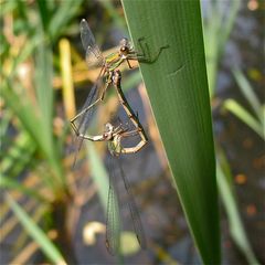 Paarung der Gemeinen Weidenjungfer (Lestes viridis)