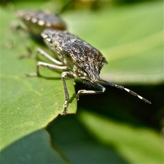 Paarung der Grauen Gartenwanze (Rhaphigaster nebulosa)