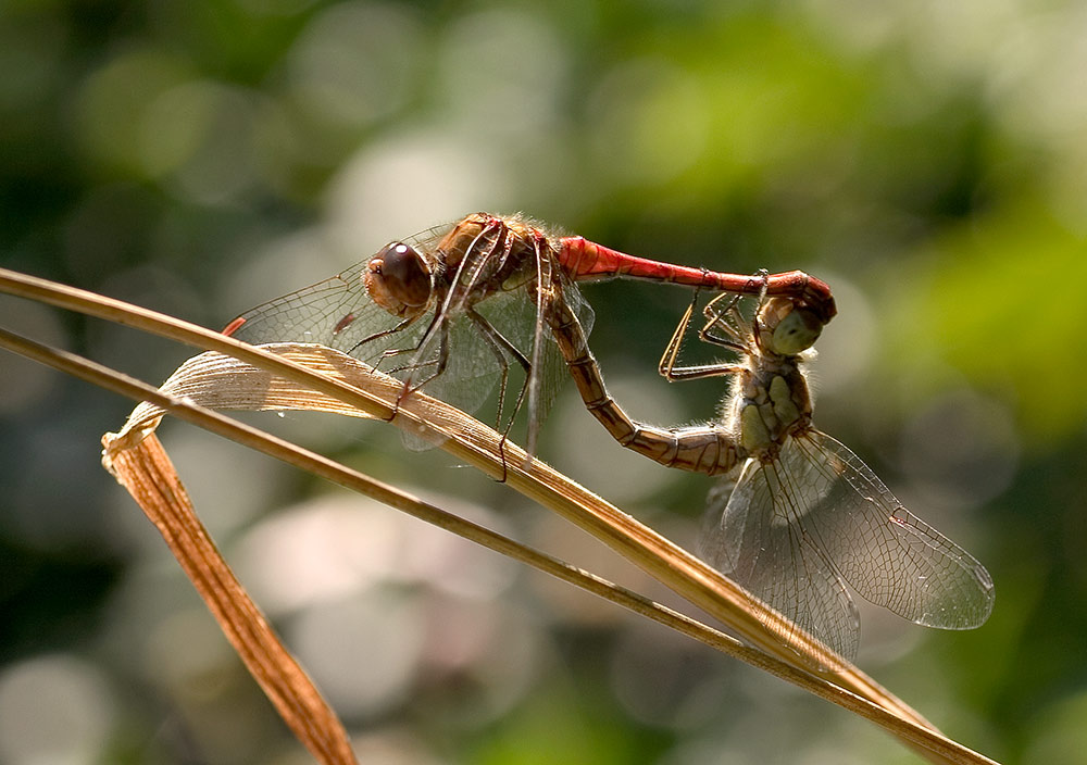 Paarung der grossen Heidelibelle (Sympetrum striolatum)