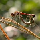 Paarung der grossen Heidelibelle (Sympetrum striolatum)