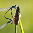 Paarung der großen Pechlibelle im Gegenlicht