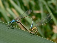 Paarung der Großen Pechlibelle (Ischnura elegans)