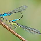 Paarung der Großen Pechlibelle (Ischnura elegans)!