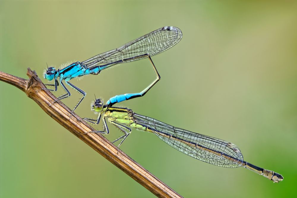 Paarung der Großen Pechlibelle (Ischnura elegans)!